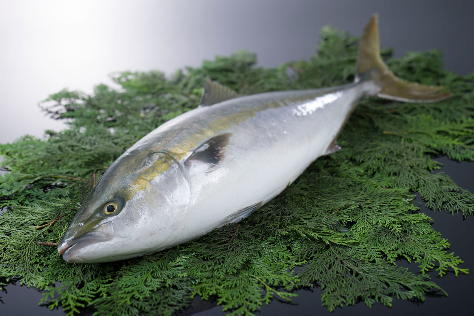 Buri/Hamachi General