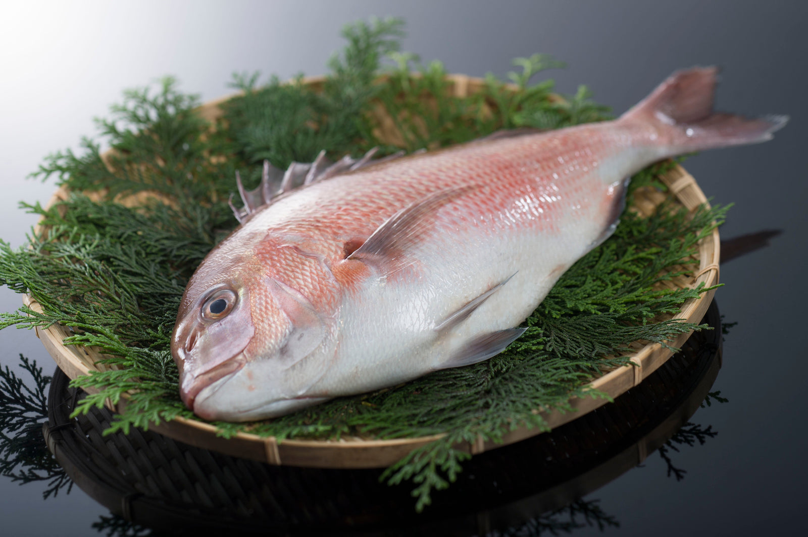 Red Sea Bream General