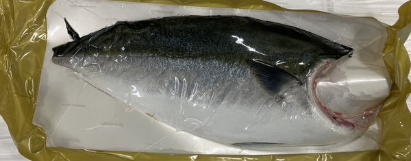 Buri/Hamachi Fillet (Professional use)