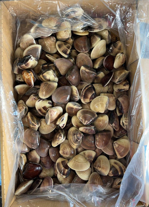 Hamaguri (Delivery scheduled for late April 2026)