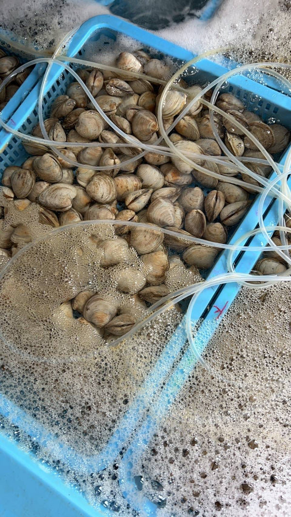 Hamaguri (Delivery scheduled for late April 2026)